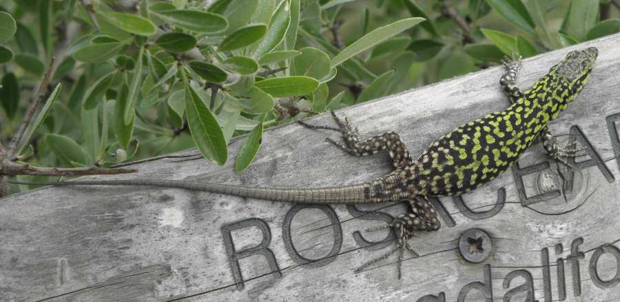 Podarcis muralis?